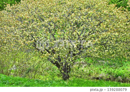 黄緑色の桜御衣黄桜 黄緑色の桜御衣黄桜 139288079