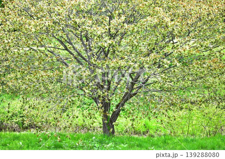 黄緑色の桜御衣黄桜 139288080