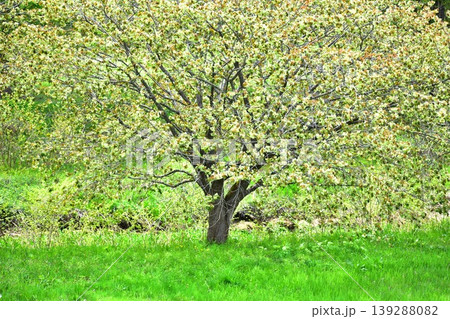 黄緑色の桜御衣黄桜 黄緑色の桜御衣黄桜 139288082