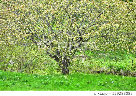 黄緑色の桜御衣黄桜 139288085