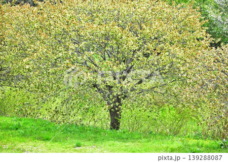 黄緑色の桜御衣黄桜 黄緑色の桜御衣黄桜 139288087