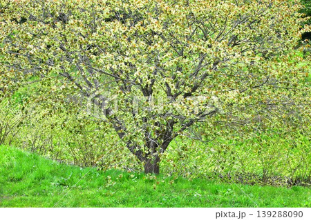 黄緑色の桜御衣黄桜 黄緑色の桜御衣黄桜 139288090