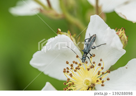 草花の花粉を食べるモモブトカミキリモドキ(オス) 草花の花粉を食べるモモブトカミキリモドキ(オス) 139288098