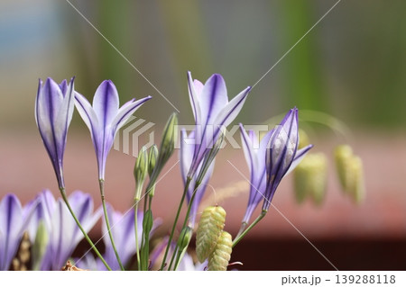 赤煉瓦と草花をバックに幻想的なトリテレイア 赤煉瓦と草花をバックに幻想的なトリテレイア 139288118