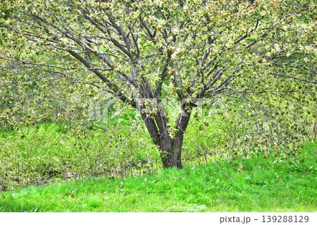 黄緑色の桜、御衣黄 黄緑色の桜、御衣黄 139288129