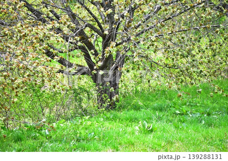 黄緑色の桜、御衣黄 黄緑色の桜、御衣黄 139288131