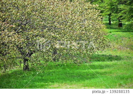 黄緑色の桜、御衣黄 139288135