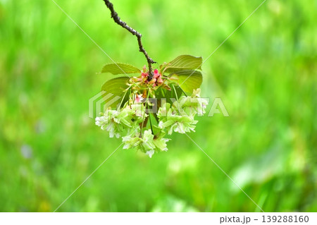 黄緑色の桜、御衣黄 黄緑色の桜、御衣黄 139288160