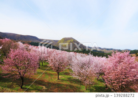 福島・桜峠の山桜群生｜春色に染まる丘陵と新緑の里山風景（北塩原村） 139288272