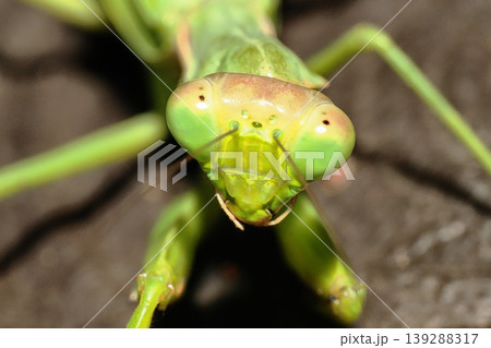 ハラビロカマキリの顔 ハラビロカマキリの顔 139288317
