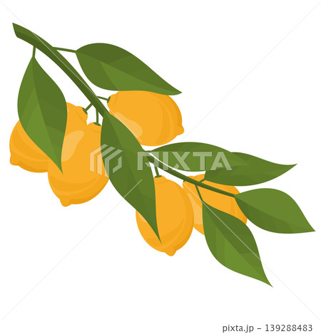 lemon branch with fruits and leaves 139288483