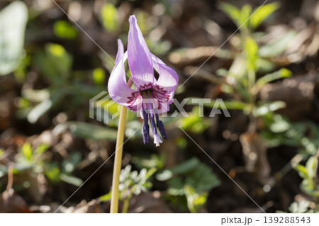 カタクリの花 カタクリの花 139288543