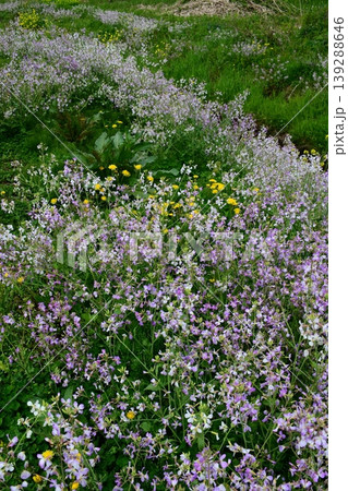 浜大根の花 139288646