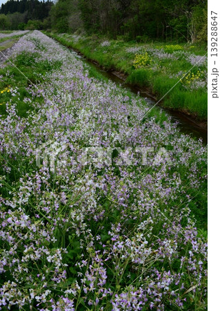 浜大根の花 浜大根の花 139288647