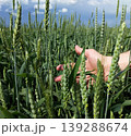 a man's hand among the green ears of ripening wheat or barley 139288674
