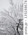 A bush with leaves and berries during a severe snowstorm 139288678
