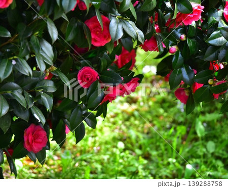 赤い椿の花 赤い椿の花 139288758