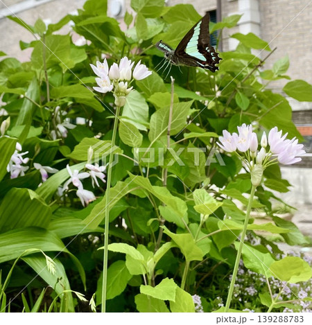 ニラの花の蜜を吸うアゲハ蝶 139288783