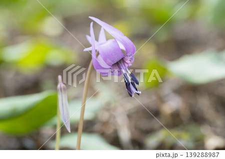 カタクリの花 139288987