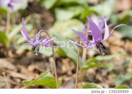 カタクリの花 カタクリの花 139288989