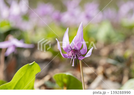 カタクリの花 139288990