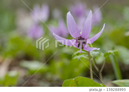 カタクリの花 カタクリの花 139288993