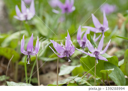 カタクリの花 カタクリの花 139288994