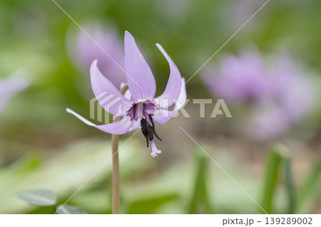 カタクリの花 139289002
