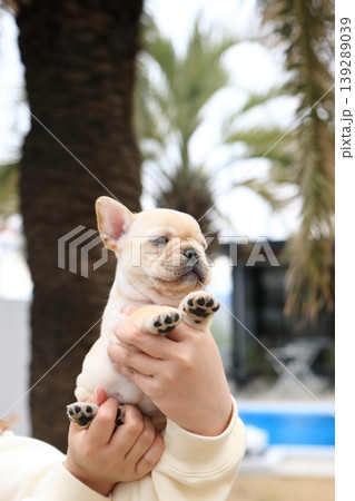 フレンチブルドッグ フレンチブルドッグ 139289039