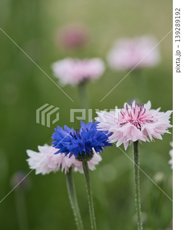 ヤグルマギクの花、ピンクとブルー ヤグルマギクの花、ピンクとブルー 139289192
