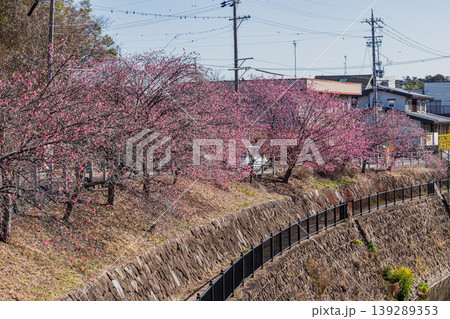 掛川市の掛川城周辺の掛川桜の風景(静岡県) 掛川市の掛川城周辺の掛川桜の風景(静岡県) 139289353