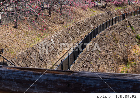 掛川市の掛川城周辺の掛川桜の風景(静岡県) 139289392
