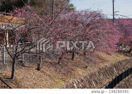 掛川市の掛川城周辺の掛川桜の風景(静岡県) 139289393