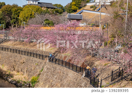 掛川市の掛川城周辺の掛川桜の風景(静岡県) 139289395
