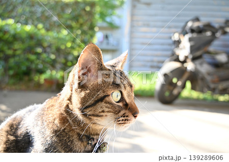 駐車場のキジトラ猫 駐車場のキジトラ猫 139289606