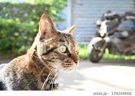駐車場のキジトラ猫 駐車場のキジトラ猫 139289608