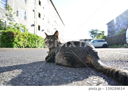 駐車場で寝っ転がるキジトラ猫 駐車場で寝っ転がるキジトラ猫 139289614