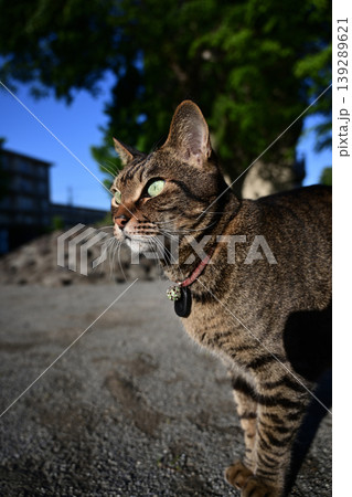 散歩中に休むキジトラ猫 散歩中に休むキジトラ猫 139289621