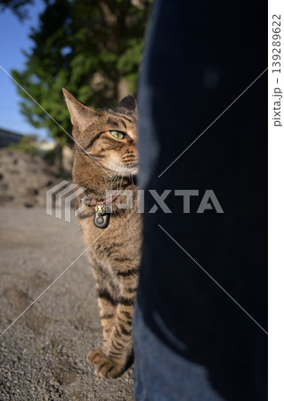 公園で座ってるキジトラ猫 139289622