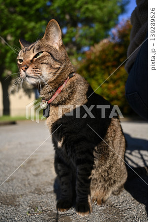 公園で座ってるキジトラ猫 139289626