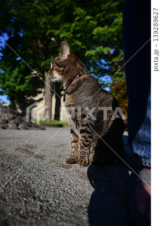 公園で座ってるキジトラ猫 139289627