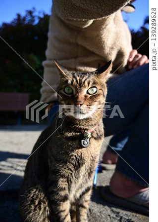 公園で座ってるキジトラ猫 139289628