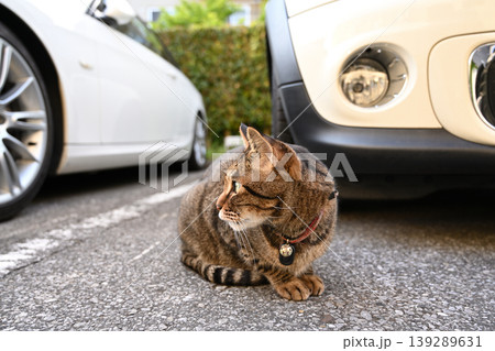 駐車場のキジトラ猫 139289631