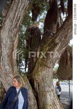 Mature woman standing under a massive tree in Ponta Delgada, Azores, Portugal Mature woman standing under a massive tree in Ponta Delgada, Azores, Portugal 139289636