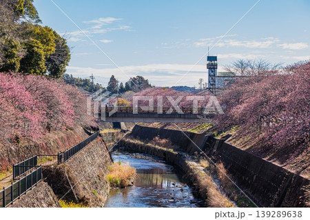 掛川市の掛川城周辺の掛川桜の風景(静岡県) 掛川市の掛川城周辺の掛川桜の風景(静岡県) 139289638
