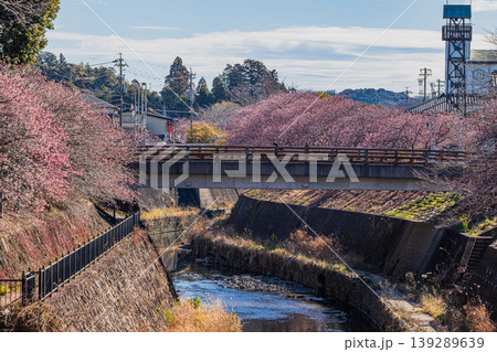 掛川市の掛川城周辺の掛川桜の風景(静岡県) 139289639
