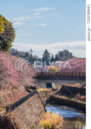 掛川市の掛川城周辺の掛川桜の風景(静岡県) 139289641
