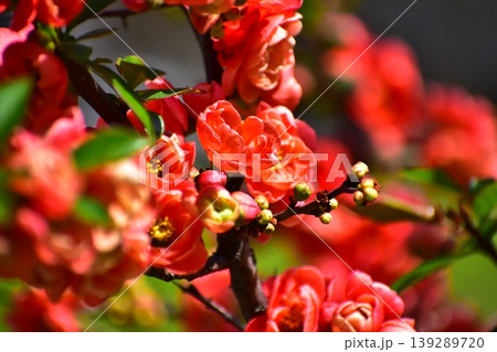 木瓜の花 木瓜の花 139289720