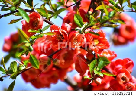 木瓜の花 木瓜の花 139289721