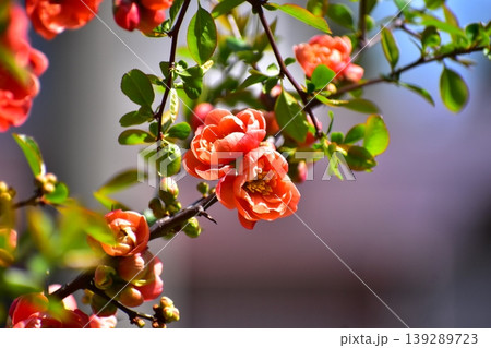 木瓜の花 木瓜の花 139289723